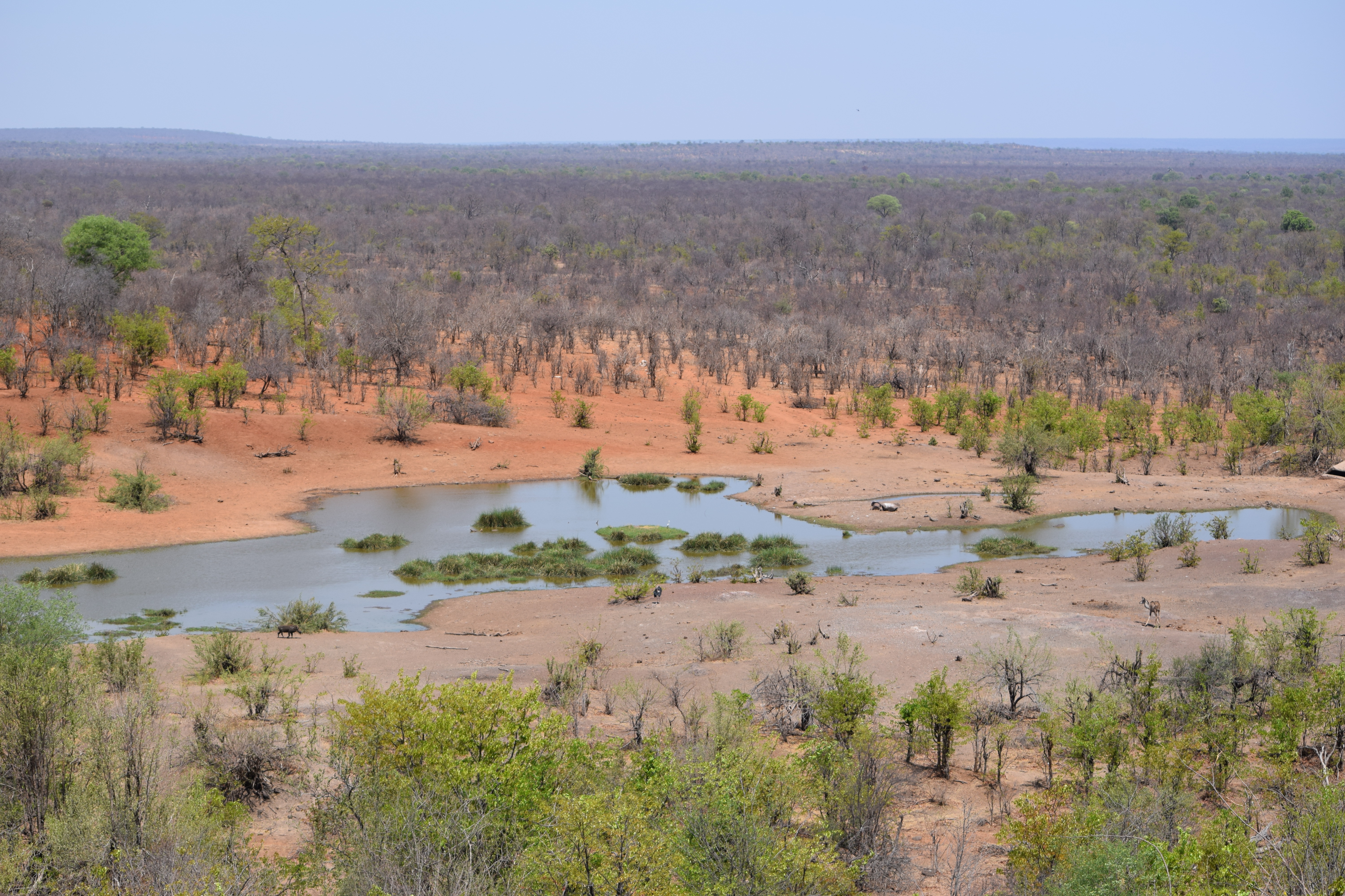 View of Water Hole from Victoria Falls Safari Lodge in Zambezi National Park Zimbabwe