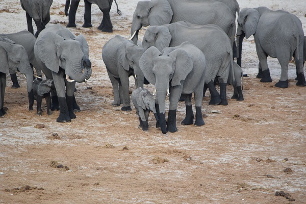 Herd of Elephants with Baby Elephants in Chobe National Park Botswana