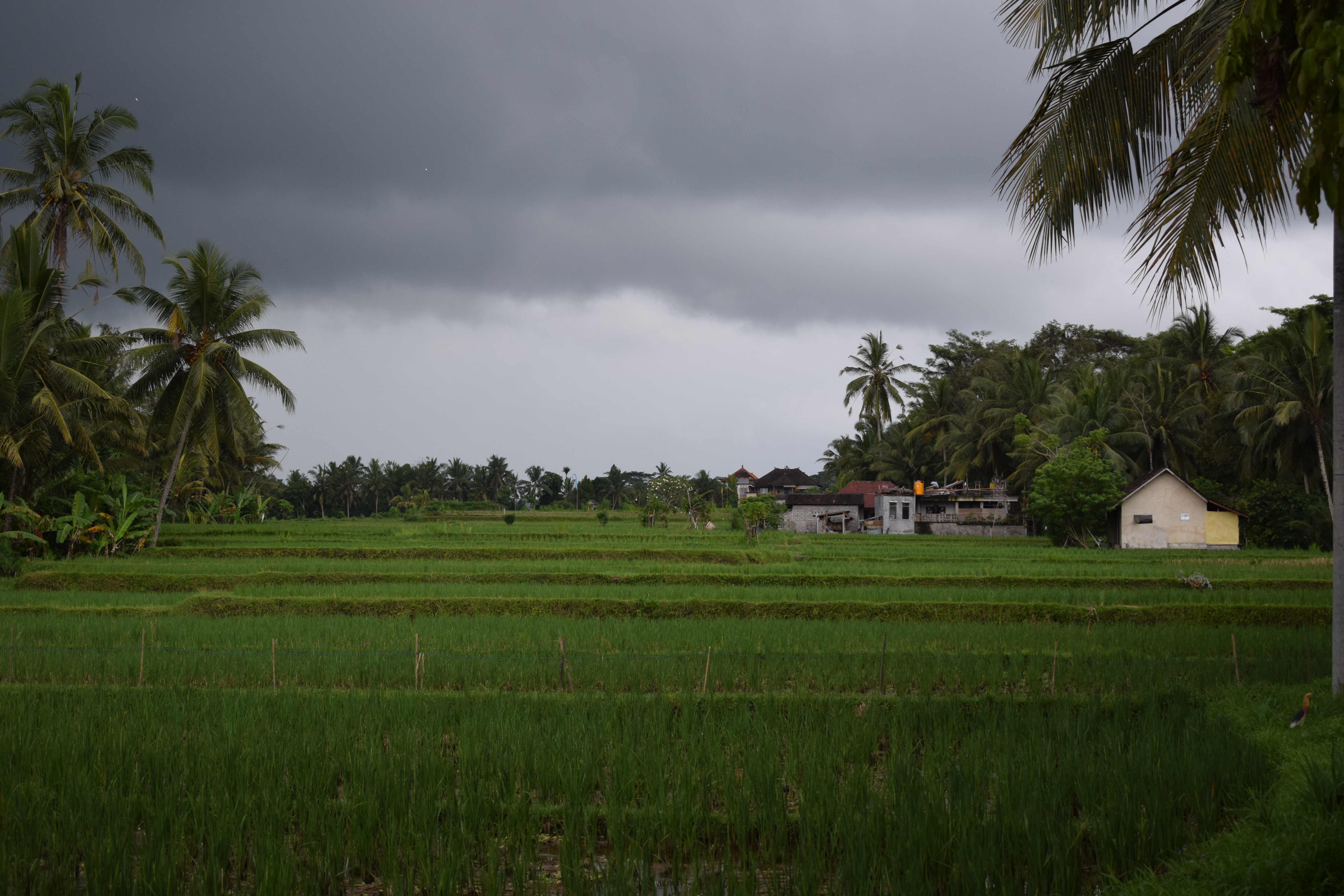 Rain Storm with Dark Clouds over Rice Paddy in Ubud Bali