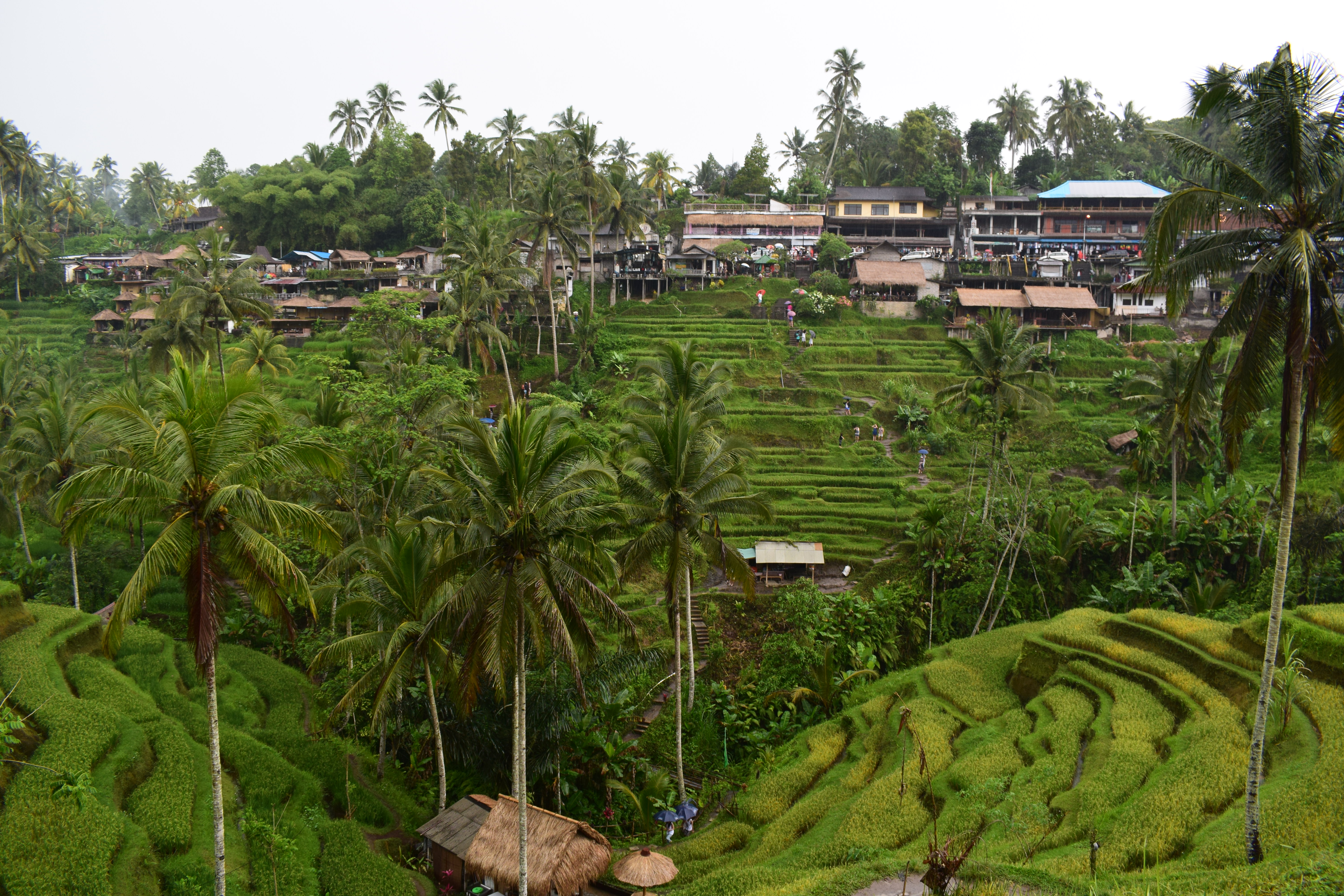 Hilly Rice Fields Near Ubud Bali