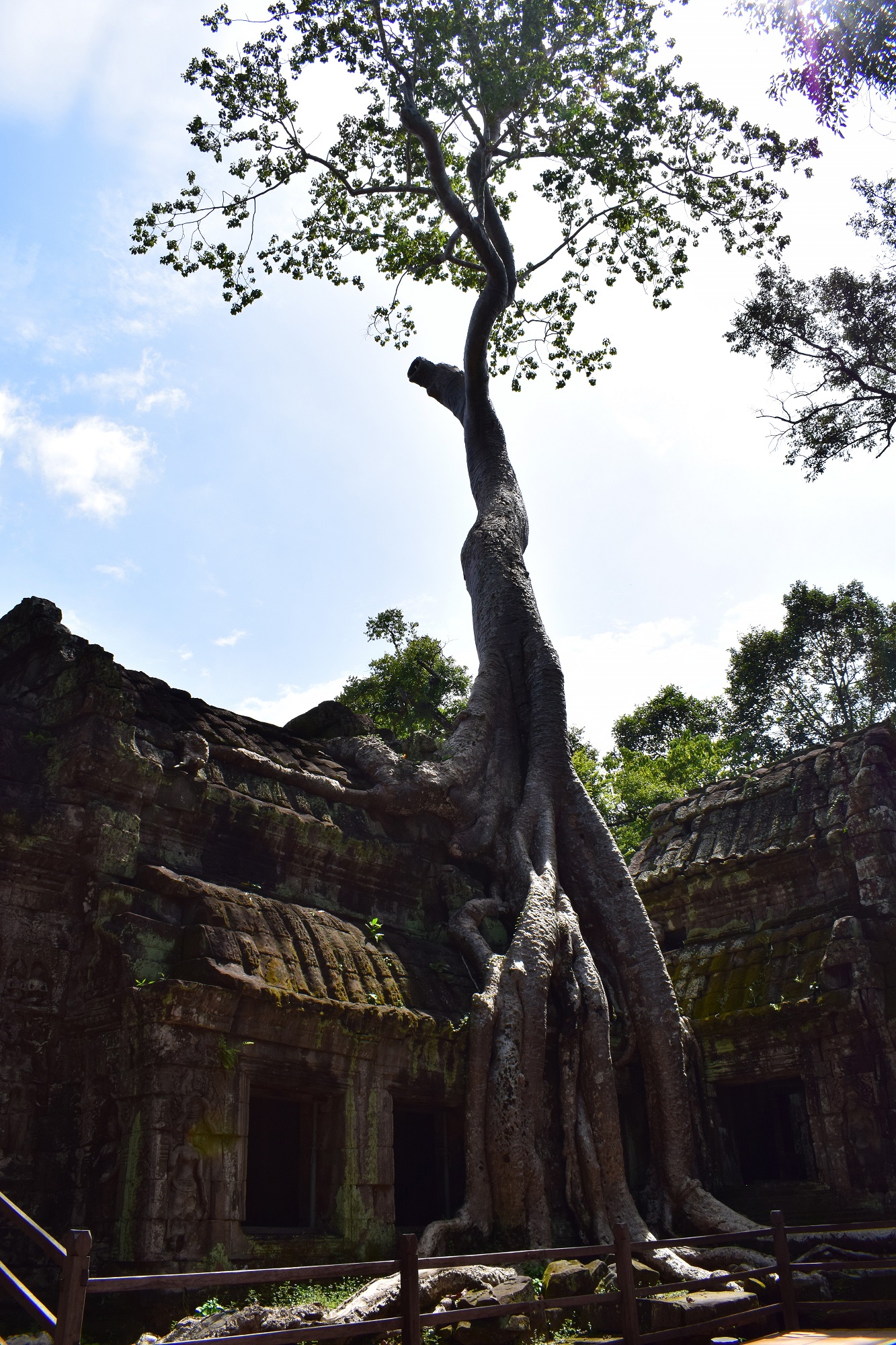 Ta Prohm Temple Tomb Raider Temple Cambodia