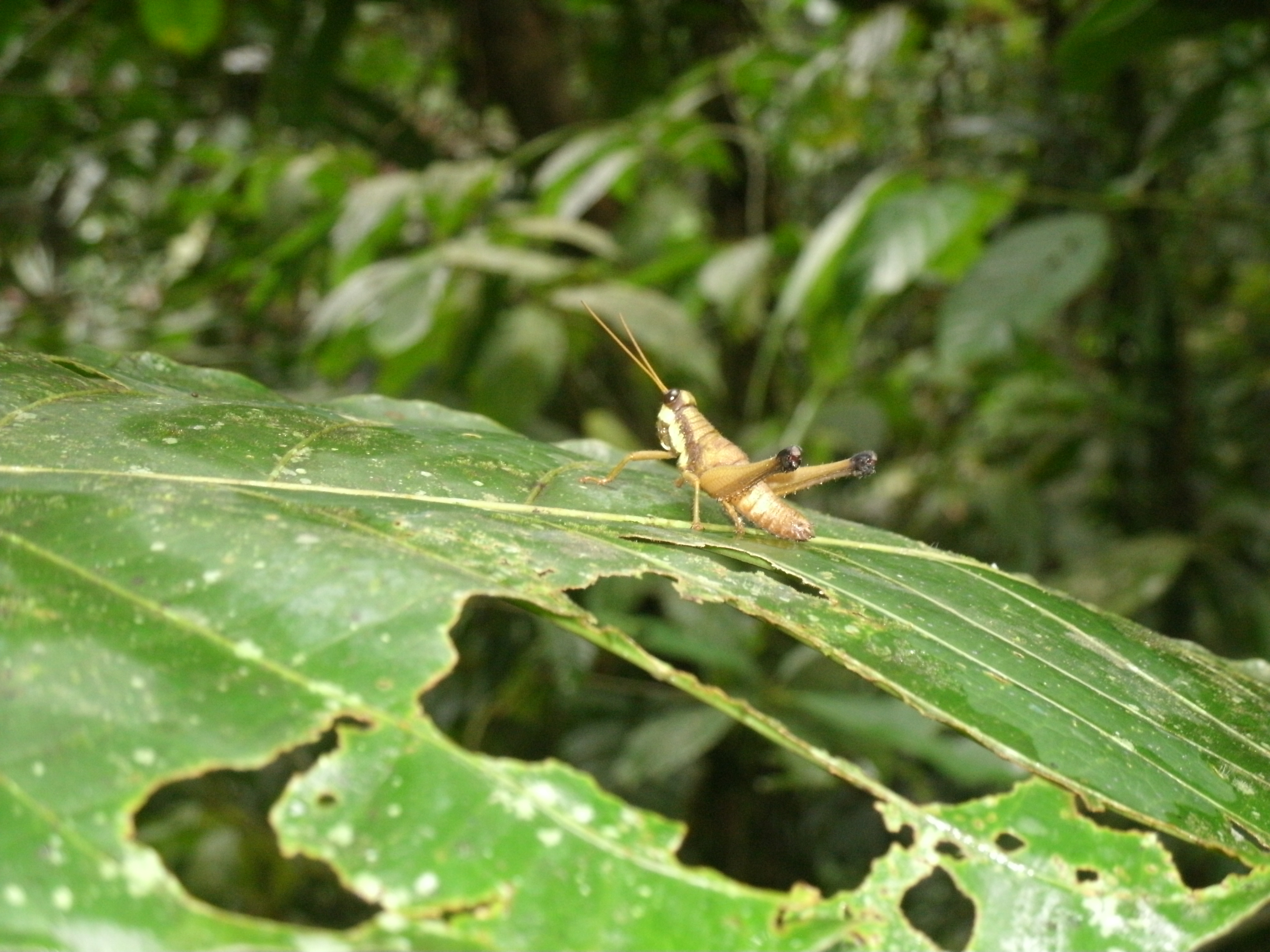 Grasshopper in Amazon Rainforest Ecuador