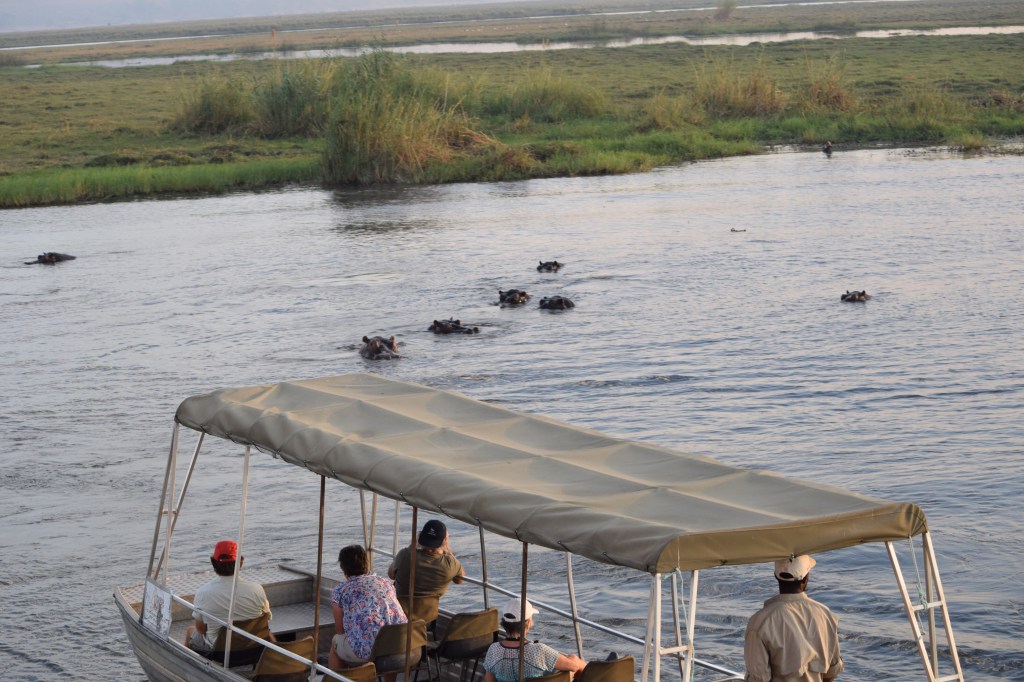 Hippos Photographed on Sunset River Cruise on Chobe River Botswana