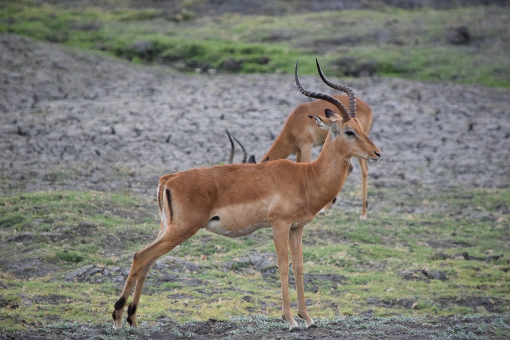 Male Impala on Grassland in Chobe National Park