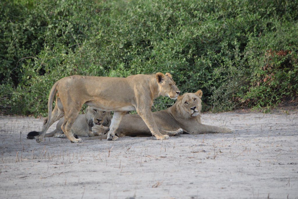 Three Young Male Lions Seen on Safari in Chobe National Park