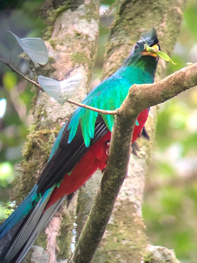 Male Quetzal with Insect in Beak Curi-Cancha Reserve Costa Rica 