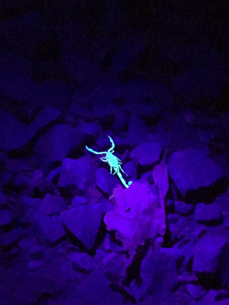 Glow in the dark Scorpion in Monteverde 